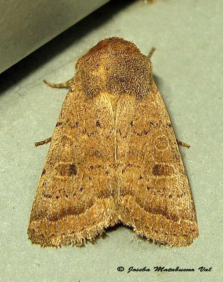 Noctuidae da id.: Hoplodrina octogenaria